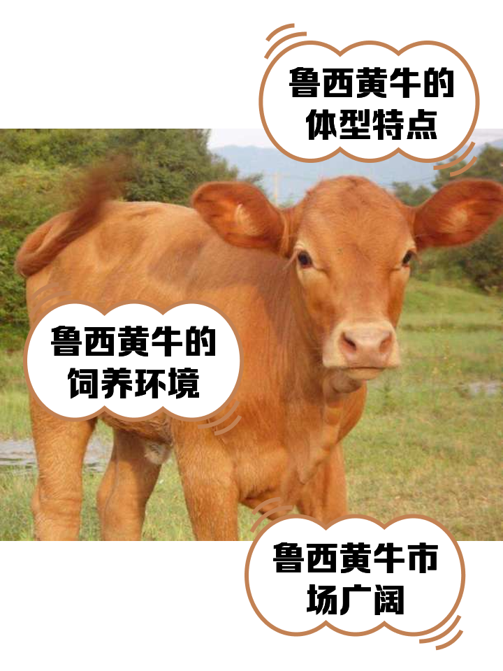 兴安盟最新医保取现黄牛方法分析(最方便真实的兴安盟医保取现黄牛怎么取方法)